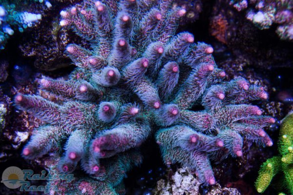 Kraken ссылка kraken clear com