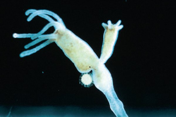 Kraken at сайт