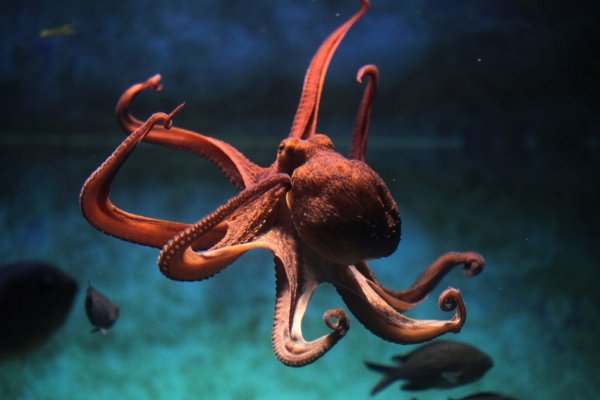 Kraken даркнет что это