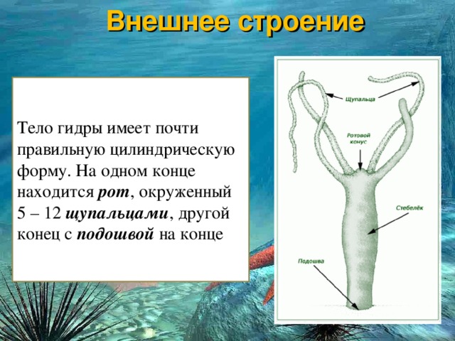 Ссылка на кракен тг