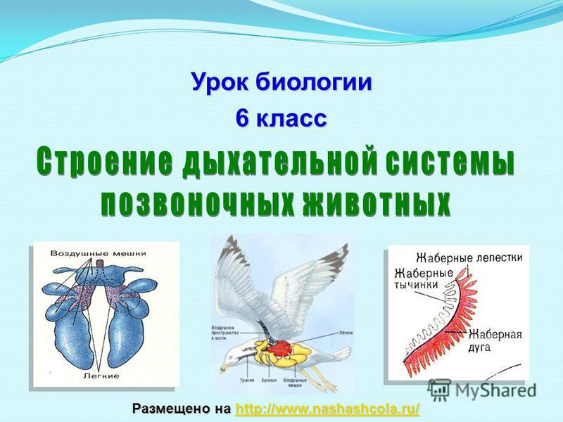 Ссылка на кракен лукойл